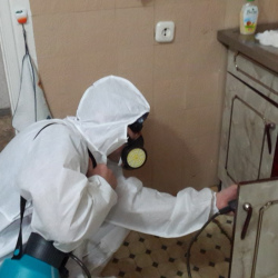 Дезинфекция от муравьев в квартире в Суворове